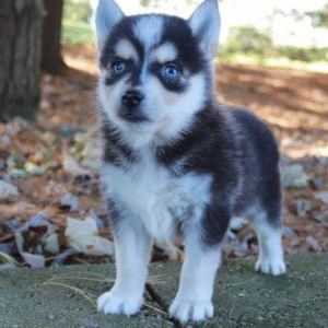 Alice – Weibliche Pomsky 🐶