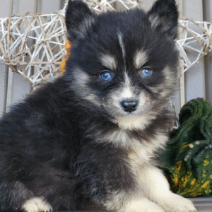 June – Weibliche Pomsky 🐶