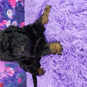 Nicky – Weibliche Mini Goldendoodle 🐶