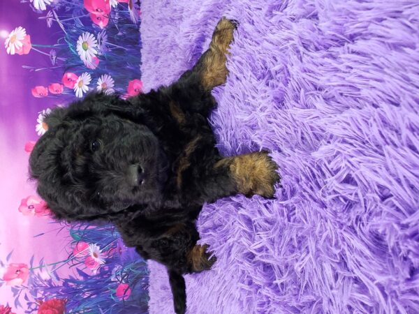 Nicky – Weibliche Mini Goldendoodle 🐶
