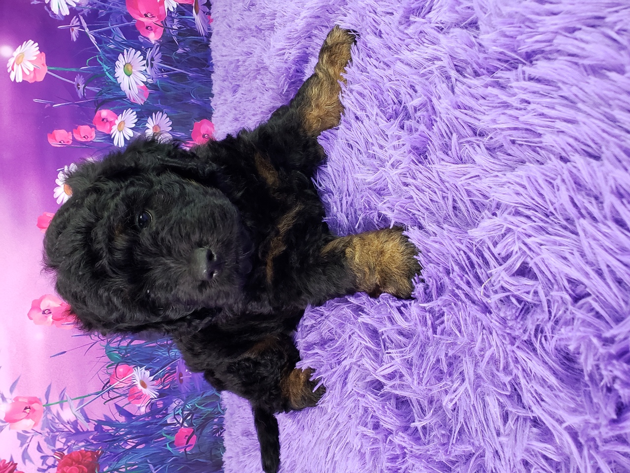 Nicky – Weibliche Mini Goldendoodle 🐶