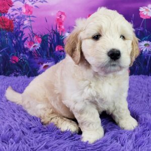 Nabisco – Männlicher Mini Goldendoodle 🐶