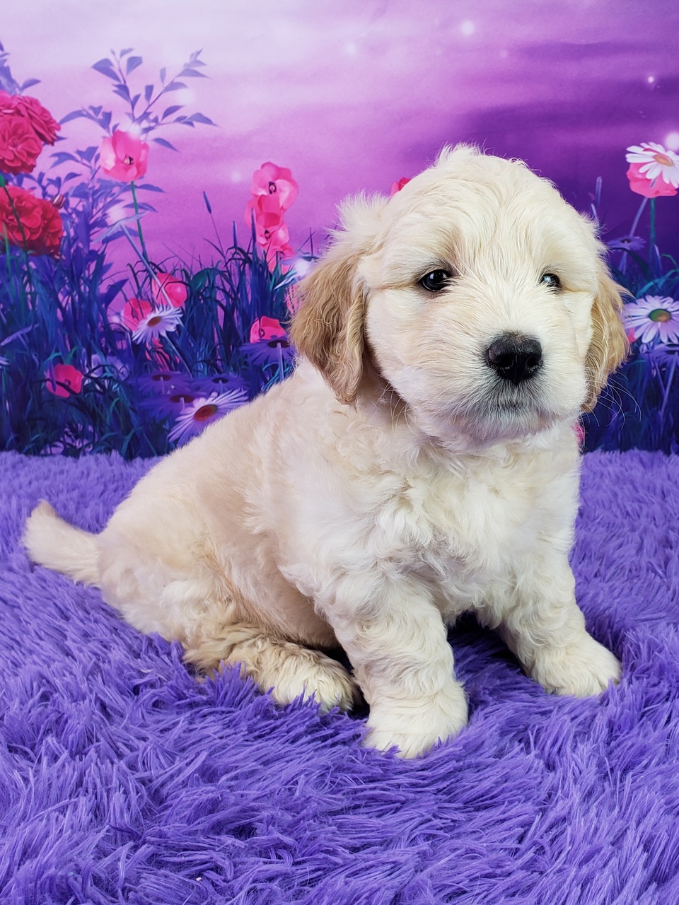 Nabisco – Männlicher Mini Goldendoodle 🐶