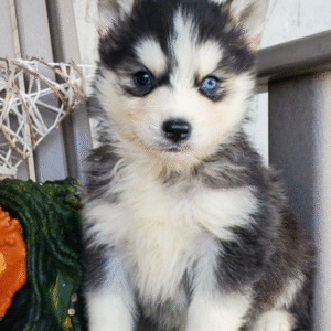 Marky – Männlicher Pomsky 🐶