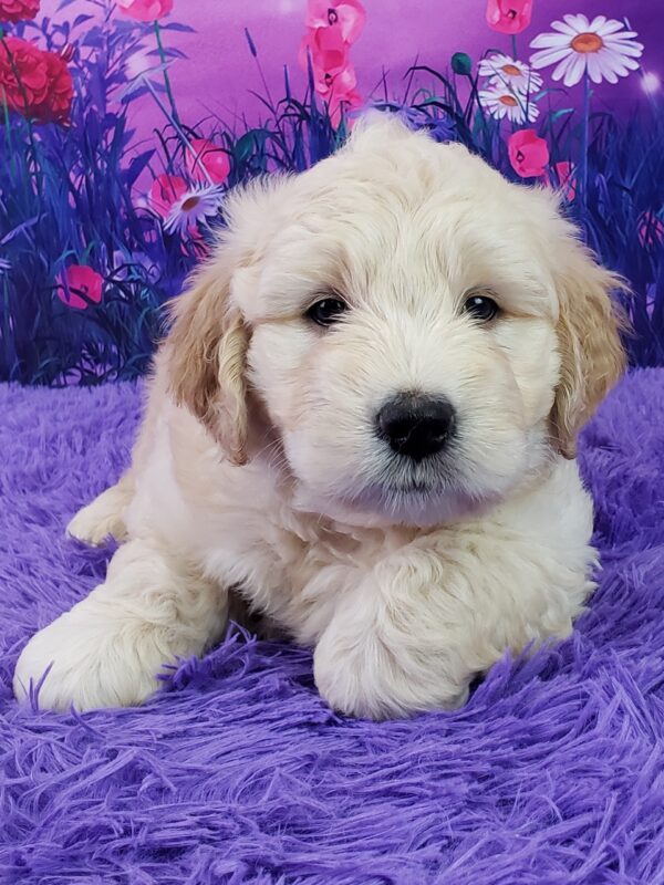 Nabisco – Männlicher Mini Goldendoodle 🐶 - Image 4