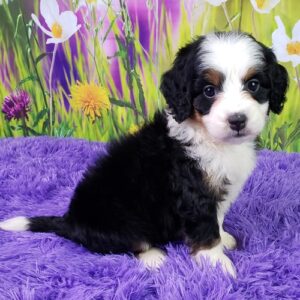 Marli – Männlicher Mini Bernedoodle 🐶