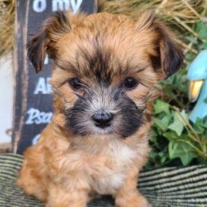 Boubou – Weibliche Shorkie 🐶