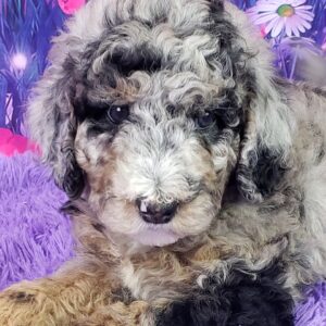 Flora – Weibliche Mini Sheepadoodle 🐶