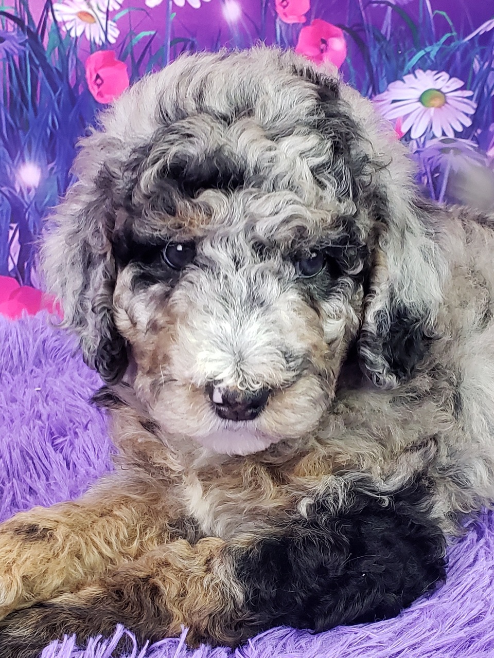 Flora – Weibliche Mini Sheepadoodle 🐶