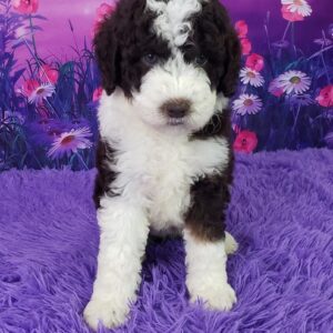 Fabi – Weibliche Mini Sheepadoodle 🐶