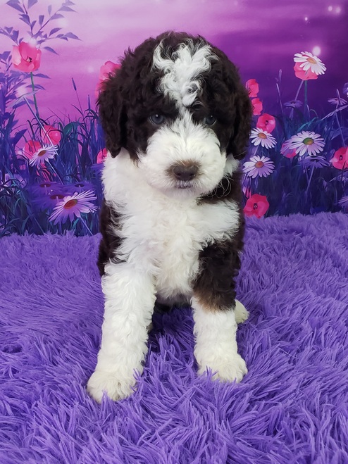 Fabi – Weibliche Mini Sheepadoodle 🐶