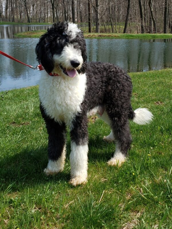 Carob – Männlicher Mini Sheepadoodle 🐶 - Image 4