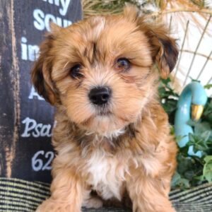 Jana – Weibliche Shorkie 🐶