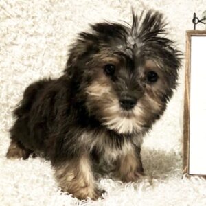 Festus – Männlicher Morkie 🐶