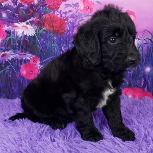 Nash – Männlicher Mini Goldendoodle 🐶