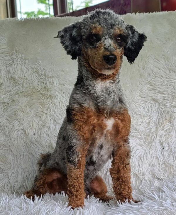 Fabi – Weibliche Mini Sheepadoodle 🐶 - Image 2