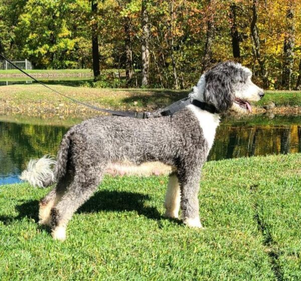 Flora – Weibliche Mini Sheepadoodle 🐶 - Image 3