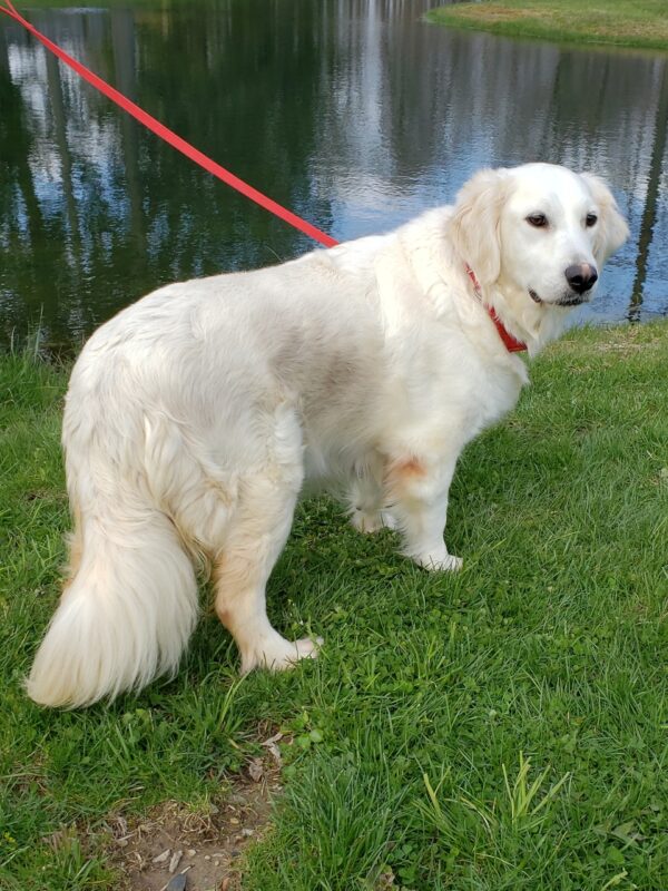 Nash – Männlicher Mini Goldendoodle 🐶 - Image 3