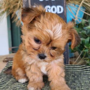 Jax – Männlicher Shorkie 🐶