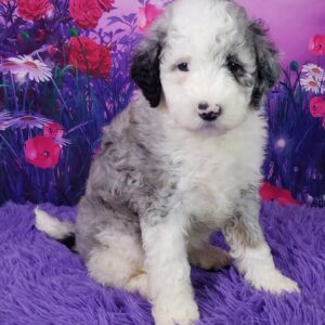 Fiona – Weibliche Mini Sheepadoodle 🐶