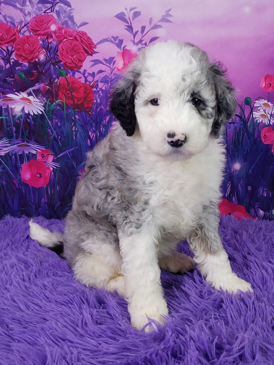 Fiona – Weibliche Mini Sheepadoodle 🐶