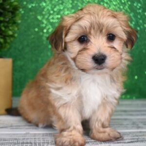 Zak – Männlicher Morkie 🐶