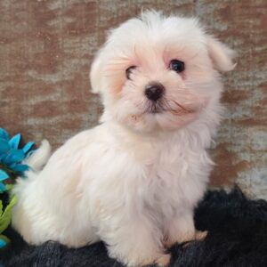 Indie – Männlicher Morkie 🐶