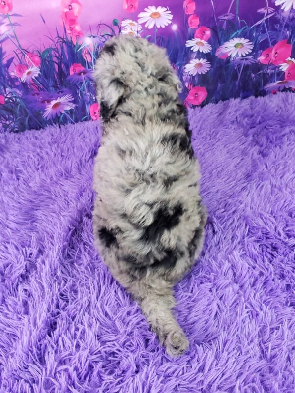 Flora – Weibliche Mini Sheepadoodle 🐶 - Image 4