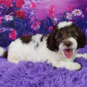 Carob – Männlicher Mini Sheepadoodle 🐶