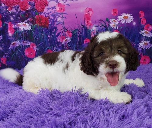Carob – Männlicher Mini Sheepadoodle 🐶