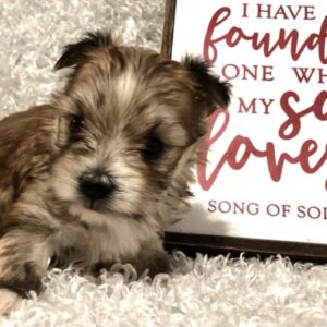 Anna Belle – Weibliche Morkie 🐶