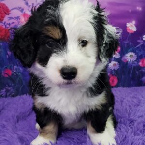 Emmy – Weibliche Mini Bernedoodle 🐶