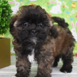 Axel – Männlicher Shih Poo 🐶