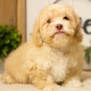 Diz – Männlicher Shih Poo 🐶