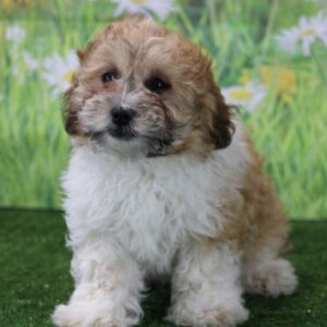 Owen – Männlicher Shih Poo 🐶