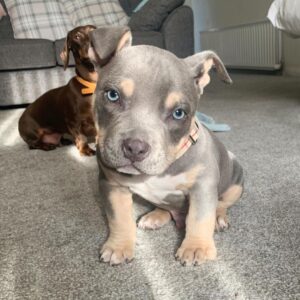 🐾 Frank – Kraftvoller & loyaler XL Bully-Rüde sucht sein Zuhause! 🐶💪❤️