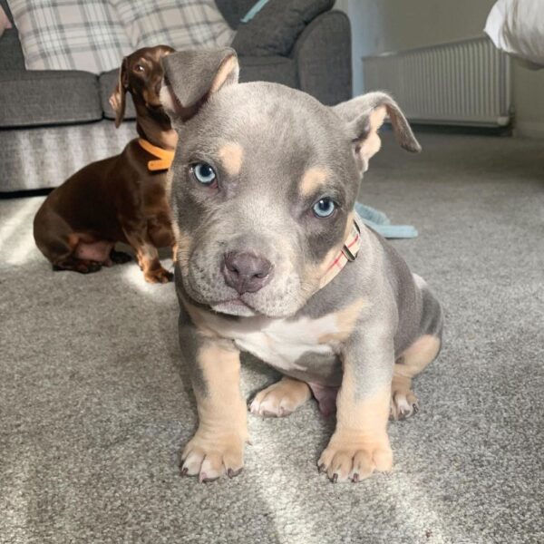 🐾 Frank – Kraftvoller & loyaler XL Bully-Rüde sucht sein Zuhause! 🐶💪❤️