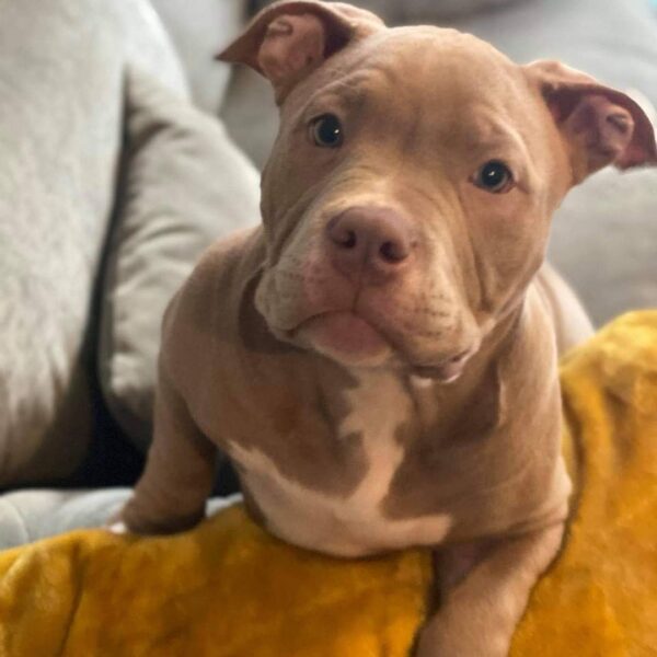 🐾 Dutchess – Kraftvoller & charmanter Pocket Bully-Rüde sucht sein Zuhause! 🐶💪❤️ - Image 2