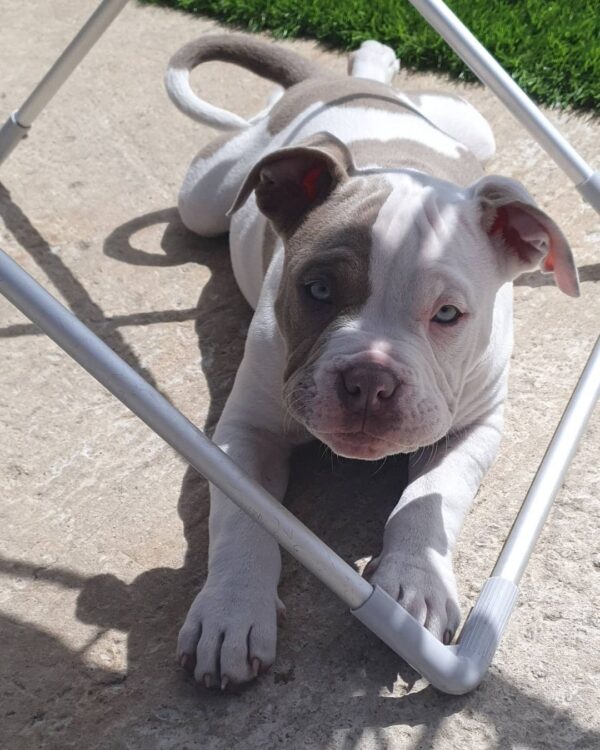 🐾 George – Kraftvoller & treuer XL Bully-Rüde sucht sein Zuhause! 🐶💪❤️ - Image 3