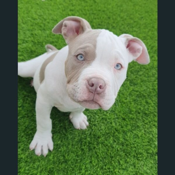 🐾 George – Kraftvoller & treuer XL Bully-Rüde sucht sein Zuhause! 🐶💪❤️ - Image 5