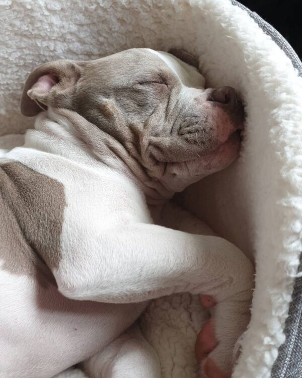 🐾 George – Kraftvoller & treuer XL Bully-Rüde sucht sein Zuhause! 🐶💪❤️ - Image 2