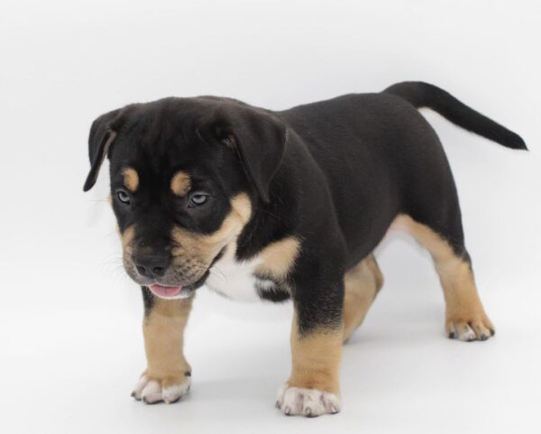 🐾 Raven – Starke & liebevolle American Bully-Hündin sucht ihr Zuhause! 🐶💪❤️ - Image 4