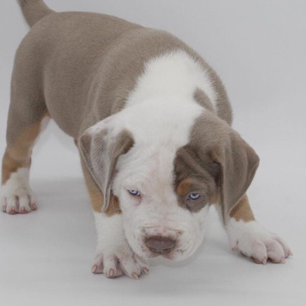🐾 Brudy – Kraftvoller & treuer American Bully-Rüde sucht sein Zuhause! 🐶💪❤️ - Image 5