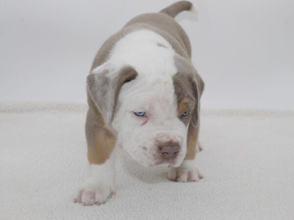🐾 Brudy – Kraftvoller & treuer American Bully-Rüde sucht sein Zuhause! 🐶💪❤️ - Image 3
