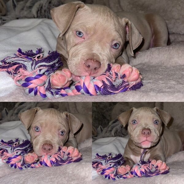 🐾 Zella – Kraftvolle & liebevolle XL Bully-Hündin sucht ihr Zuhause! 🐶💪❤️ - Image 5