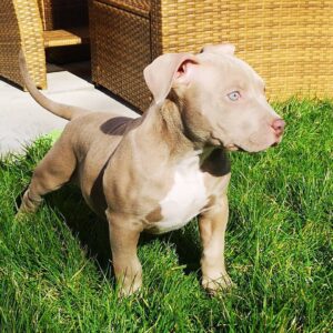 🐾 Locki – Kleiner & kräftiger Pocket Bully-Rüde sucht sein Zuhause! 🐶💪❤️