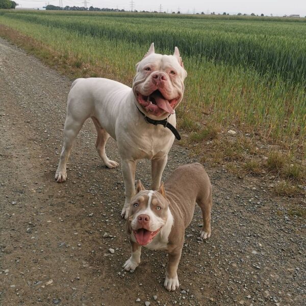 🐾 Shiva – Kraftvolle & liebevolle XL American Bully-Hündin sucht ihr Zuhause! 🐶💪❤️ - Image 3
