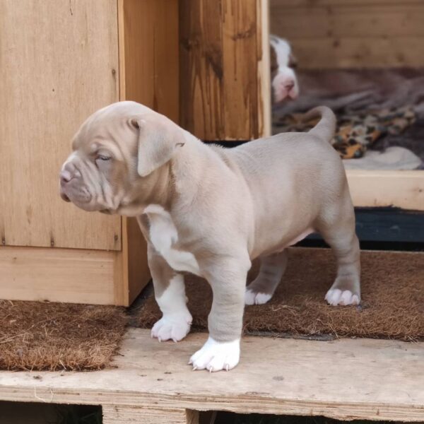 🐾 Max – Kraftvoller & treuer XL American Bully-Rüde sucht sein Zuhause! 🐶💪❤️ - Image 2