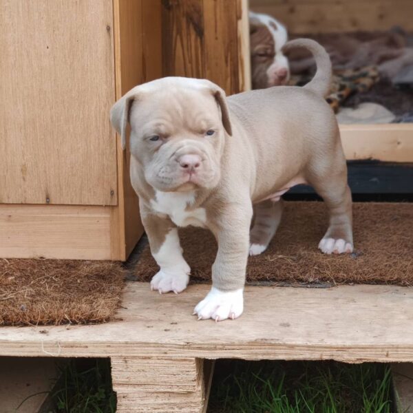 🐾 Max – Kraftvoller & treuer XL American Bully-Rüde sucht sein Zuhause! 🐶💪❤️ - Image 3