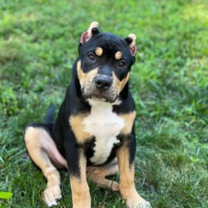 🐾 Rafi – Starke & liebevolle XL American Bully-Hündin sucht ihr Zuhause! 🐶💪❤️